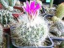 Thelocactus macdowellii