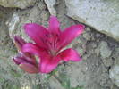 PICT0116