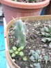 Opuntia imbricata 2