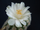 Mammillaria theresae var. albiflora
