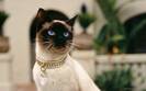 luxury-cat_1