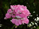 P1010399