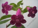 Kohleria Karl Lindberg 8