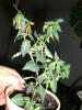 aug 2008 015