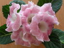 Tigrina Pink 2