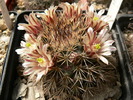 mammillaria_neoschwarzeana_2 (1)