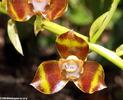 orchid0094