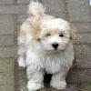 bichon-havanez-001