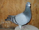 poze rebeca 041