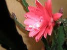 Picture 009