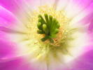 Echinocereus pentalophus - detaliu floare