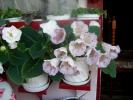 Gloxinia- 5 003