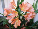 clivia