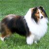 ciobanesc-de-shetland-sheltie-001