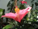 Hibiscus roz fondant