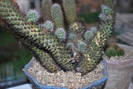 mamillaria elongata