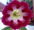 tigrina red 2