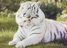 white-tiger