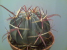 ferocactus latispinus(decedat)
