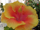 Hibiscus Summer Sun 1