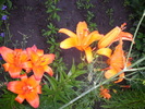 DSCI0966