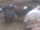 Imag013