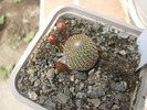 Rebutia heliosa boboci