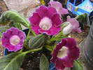 Picture 014