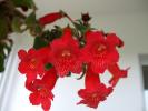 kohleria