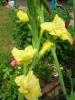 gladiole