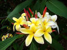 plumeria