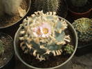 Lophophora williamsii