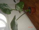 DSC00135
