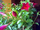 sundaville