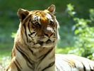 Tiger_10