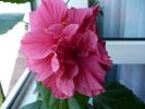 hibiscus ciclam involt 