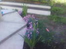 Fotografii-0066