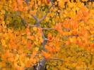 Aspen in the Fall, Sierra Nevada, California