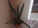SANSEVIERIA TRIFASCIATA