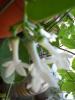 stephanotis