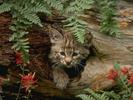 kitten_wallpaper_1024_001