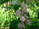 balsamine 1