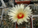 astrophytum_senile_Paolo (1)