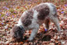 lagotto1_thumb