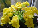 begonia