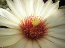 detaliu floare Coryphantha unicornis