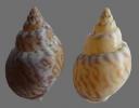 Shell100