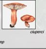 ciuperci