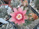 Gymnocalycium de la Pitesti - 14.07