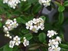 COTONEASTER.1